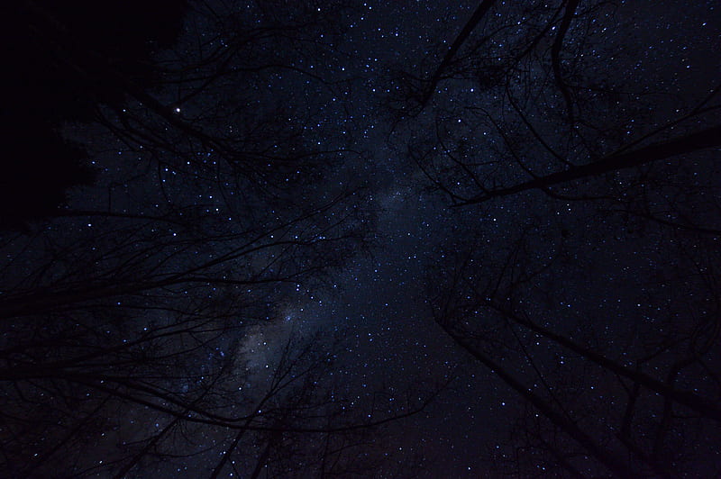 trees, night sky, branches, bottom view, HD wallpaper