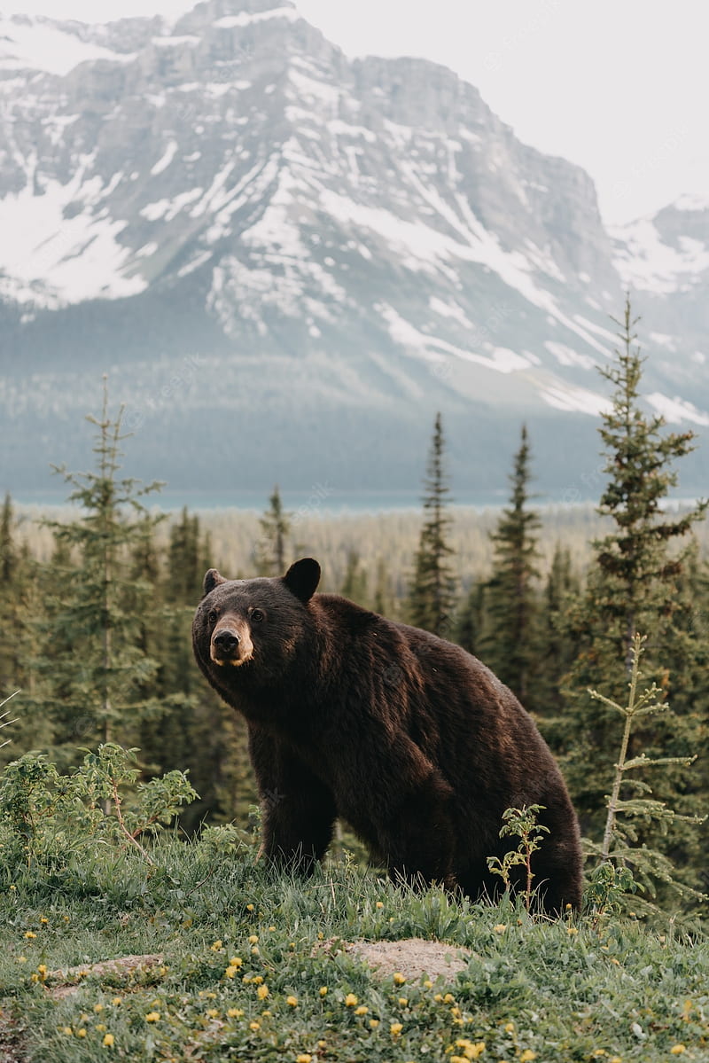 Black bear . Vectors, Stock & PSD, American Black Bear, HD phone wallpaper