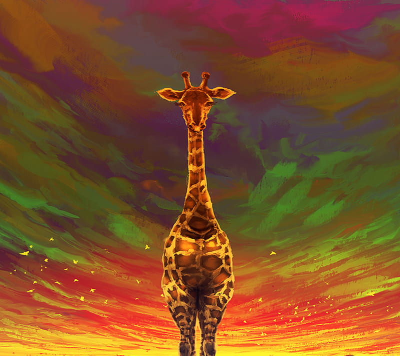 Giraffe, animal, cute, HD wallpaper