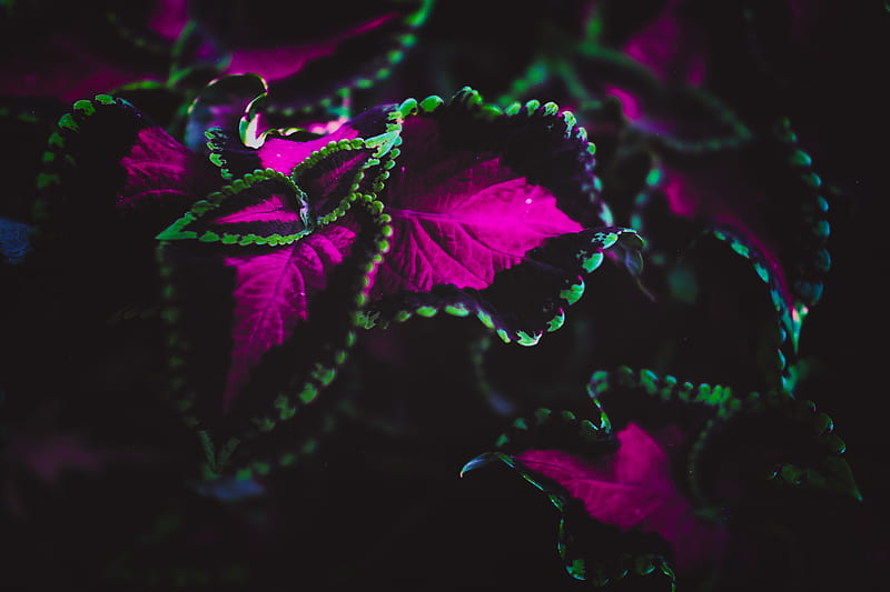 plant, leaves, colorful, macro, HD wallpaper