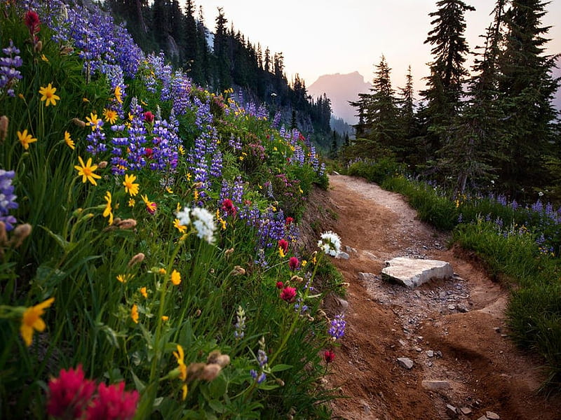 Take the Trail, rocks, forest, pathway, trail, flowers, dirt, trees, sky, mountain, HD wallpaper