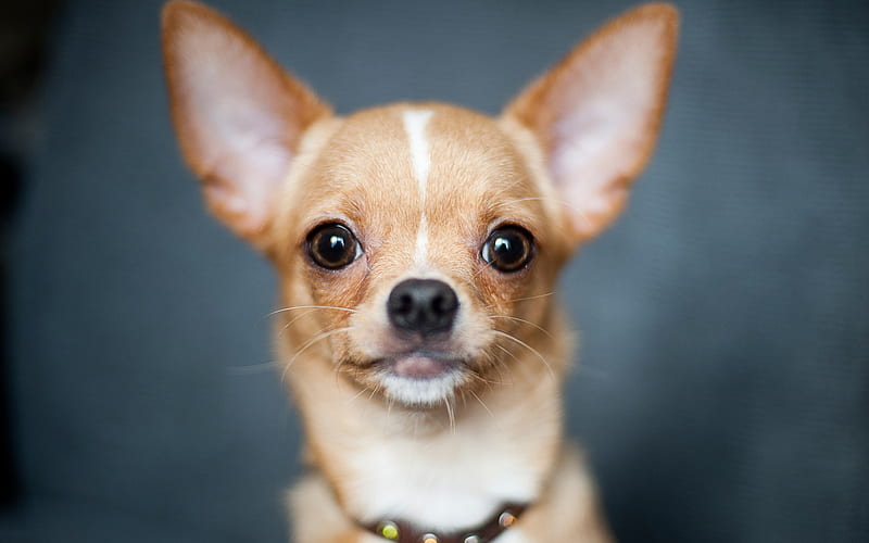 Chihuahua, close-up, dogs, brown chihuahua, cute animals, pets, Chihuahua Dog, HD wallpaper