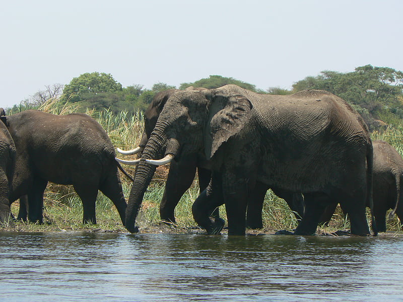 Elephant Walk, walking, elephants, water, swimming, HD wallpaper