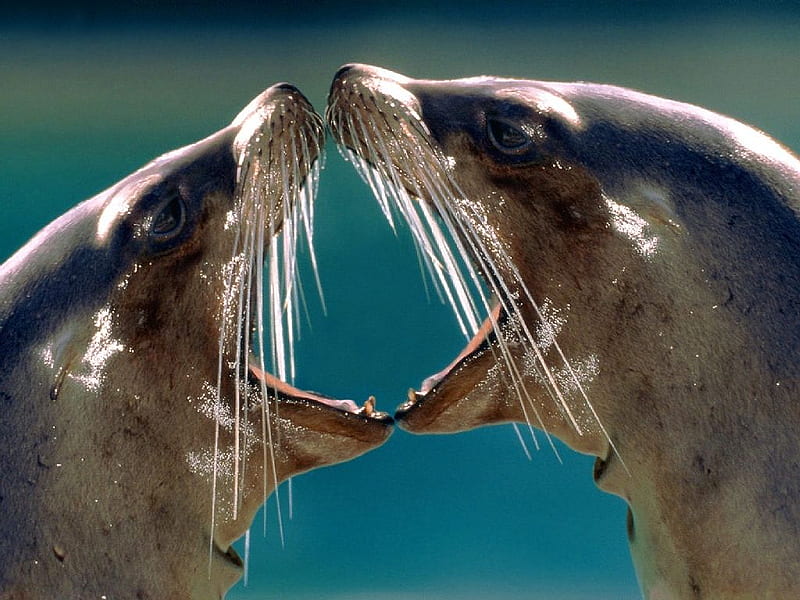 Kissing cousins!, sea lions, wild, seals, ocean, HD wallpaper