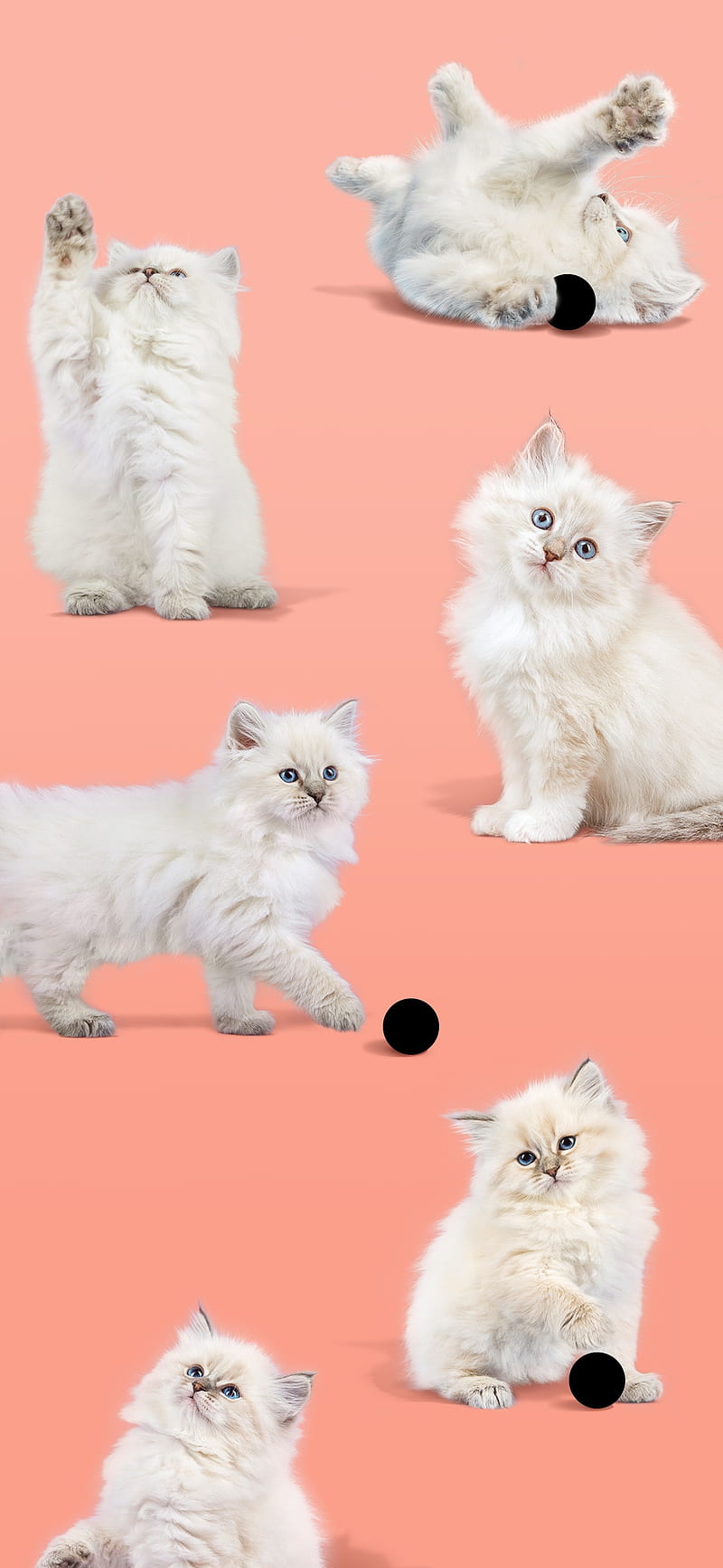 Pixel 4a, cat, cats, cute, cats, google, kittens, HD phone wallpaper