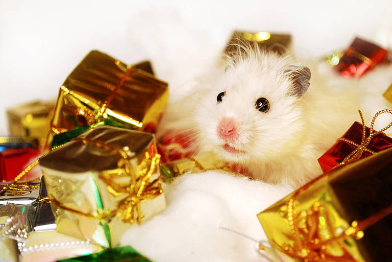 Christmas is for me, too , soft pink, small, sweet, hope, jesus, green, love, siempre, syrian hamster, light, present, lovely, christmas, red ribbon, peace, pink ribbon, joy, gift, pet, tiny, heart, entertainment, presents, fashion, faith, HD wallpaper