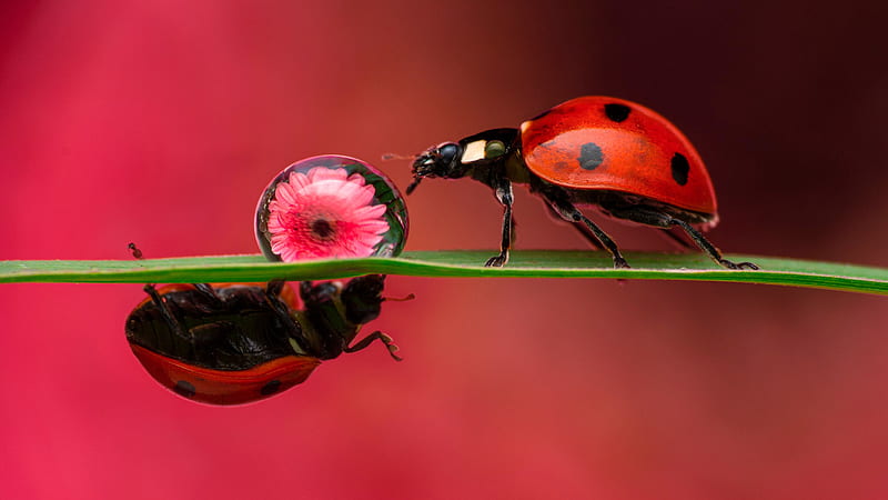 Red Insect Ladybug On Green Leaf In Red Pink Background Animals, HD wallpaper