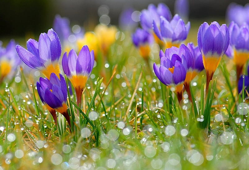 Bright march morning, pretty, lovely, grass, crocuses, bonito, spring ...