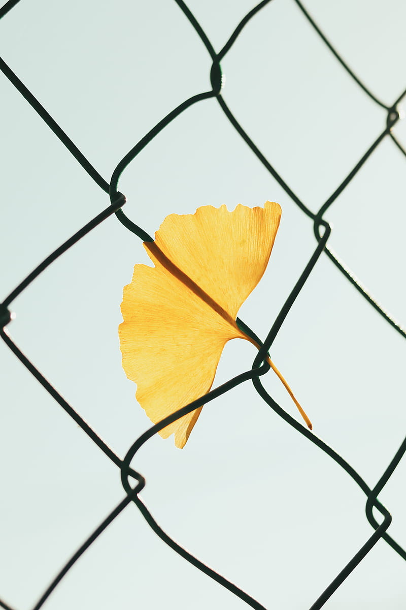 yellow flower on gray metal fence, HD phone wallpaper