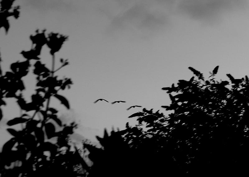 Gaggle of Geese over our house., geese, flying, black, white, trees, HD wallpaper