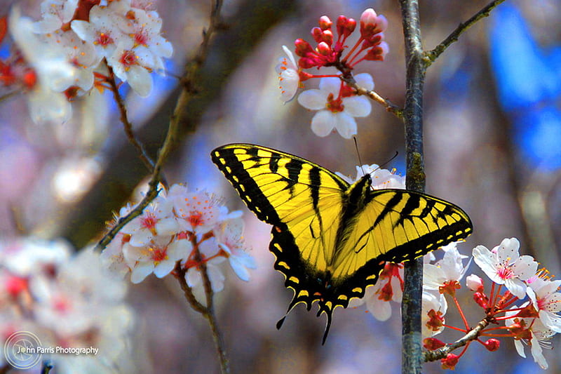 Yellow and black beauty, red, butterfly, swallowtail, flowers, white, branches, yellow and black, HD wallpaper