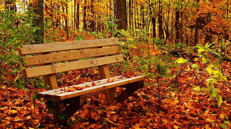 Wood Bench On Fallen Dry Leaves In Green Plants Trees Forest Background Nature, HD wallpaper