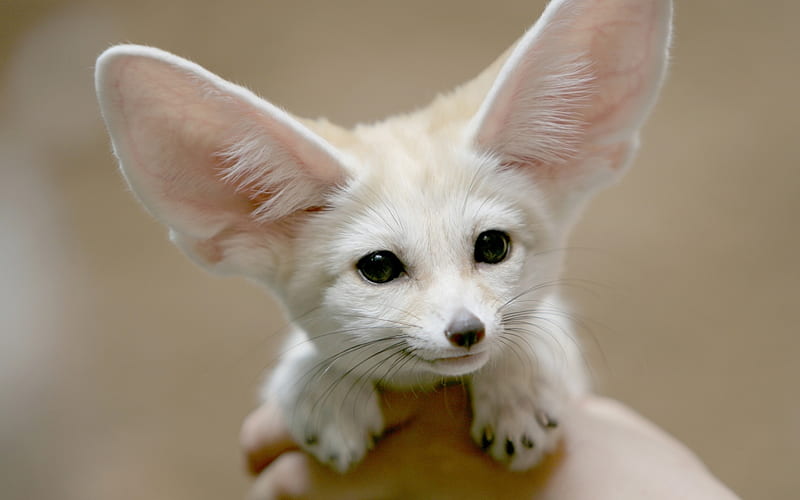 fennec fox, cute, big ears, Animal, HD wallpaper