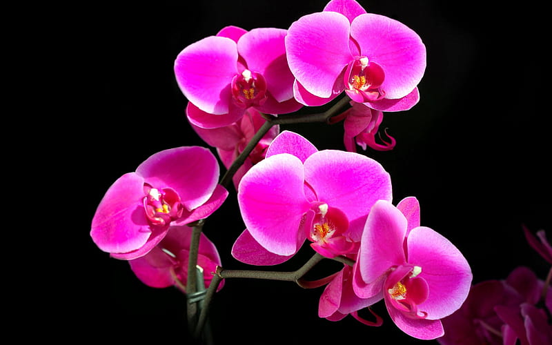 purple orchids, colors of nature, colorful, buds, orchids, purple, spa, flowers, nature, massage, HD wallpaper