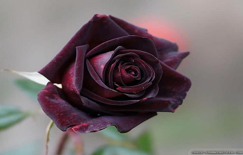 Burgundy, red rose, romantic flowers, passion, nature, roses, HD wallpaper