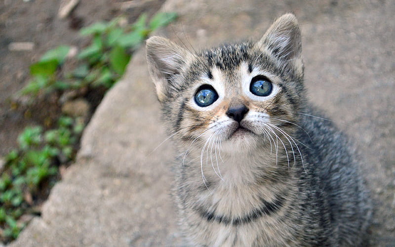 Cute kitten cat sight pet animals, HD wallpaper