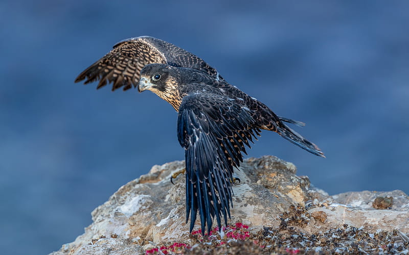 Peregrine falcon, duck hawk, peregrine, bird of prey, beautiful bird, Australia, HD wallpaper