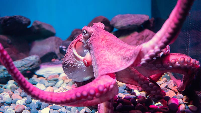 Octopus, one, animal, pink, caracatita, nature, water, HD wallpaper