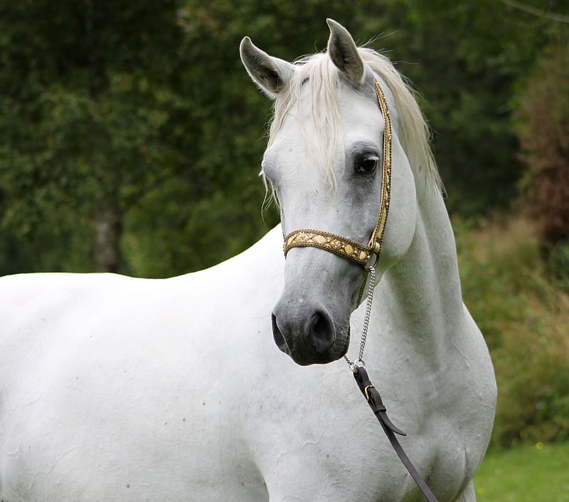 Pretty Arabian Horse, arabian horses, tree, nature, white horses, black arabians, animals, bridle, HD wallpaper
