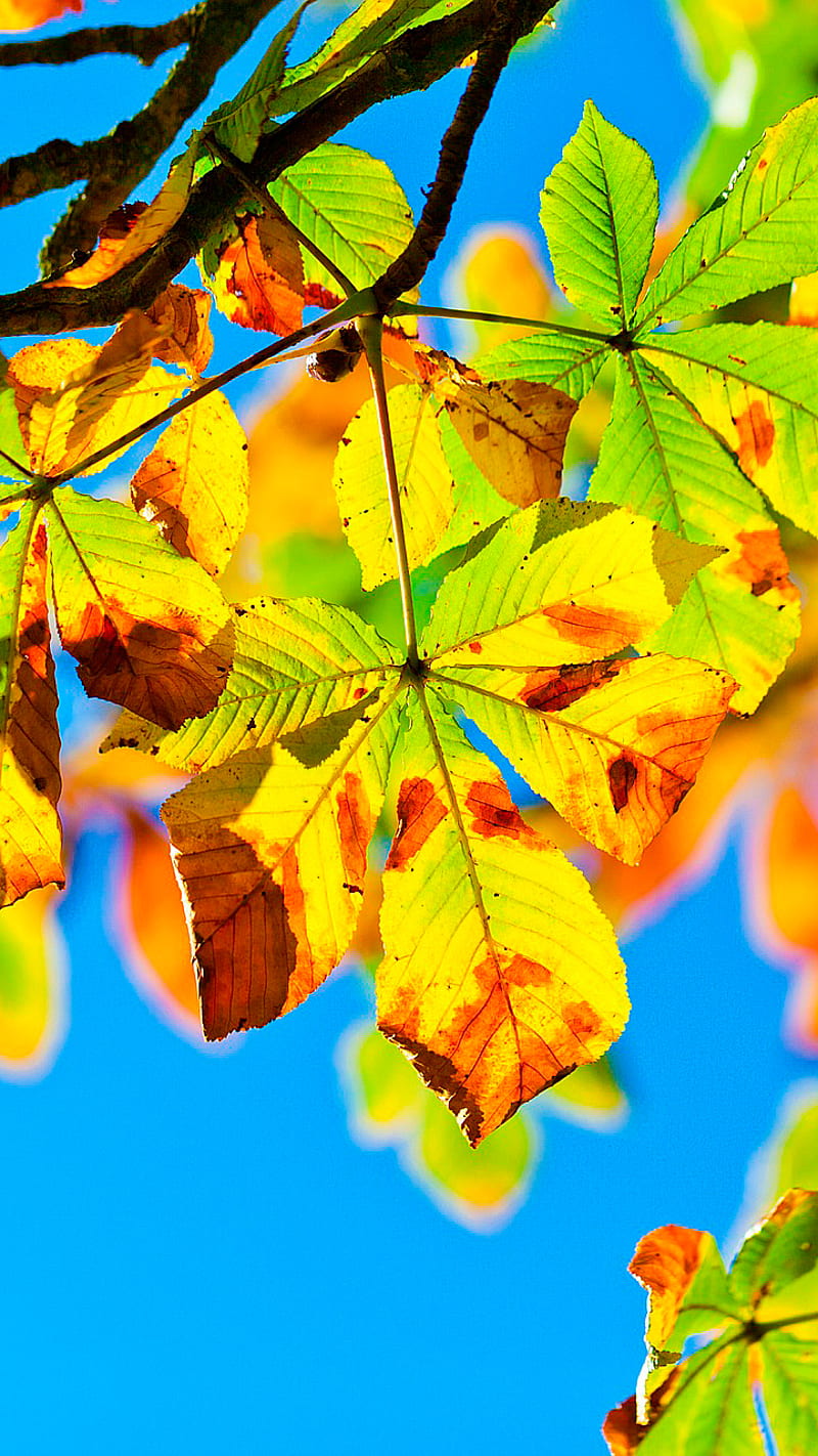 Autumn chestnut, juicy, leaf, nature, solar, sunlit, HD phone wallpaper |  Peakpx