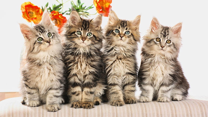 Cute Family, together, kitty, famile, kittens, cat, animal, cute, paws, whiskers, siblings, flower, fur, HD wallpaper