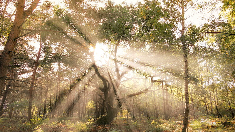 Trees Covered Forest With Sunbeam Nature, HD wallpaper