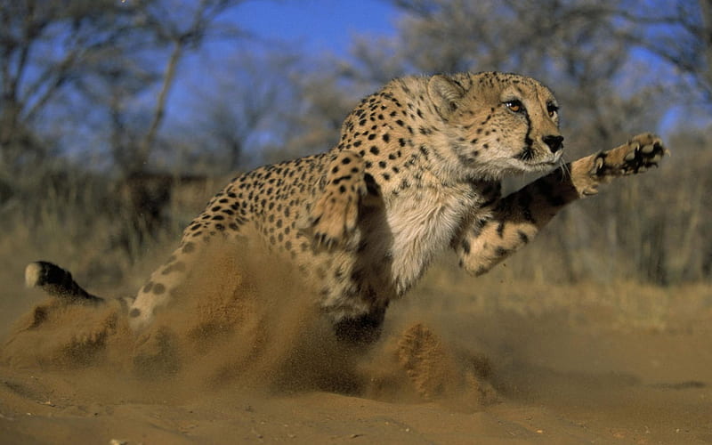 cheetah runnung, running, cheetah, big, cats, HD wallpaper