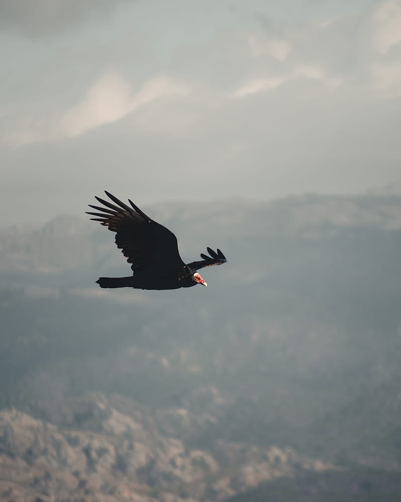 vulture, bird, flight, sky, HD phone wallpaper