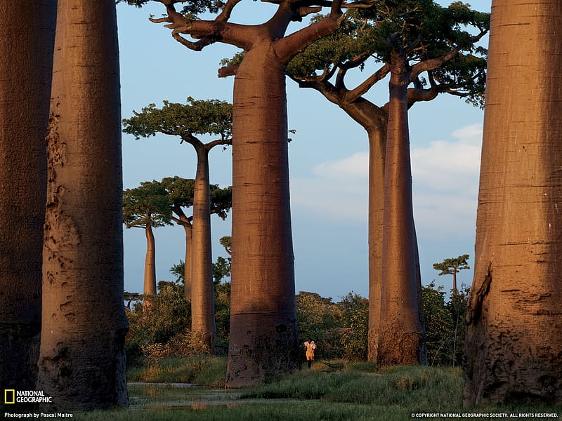 Trees, , Baobab Tree, HD wallpaper