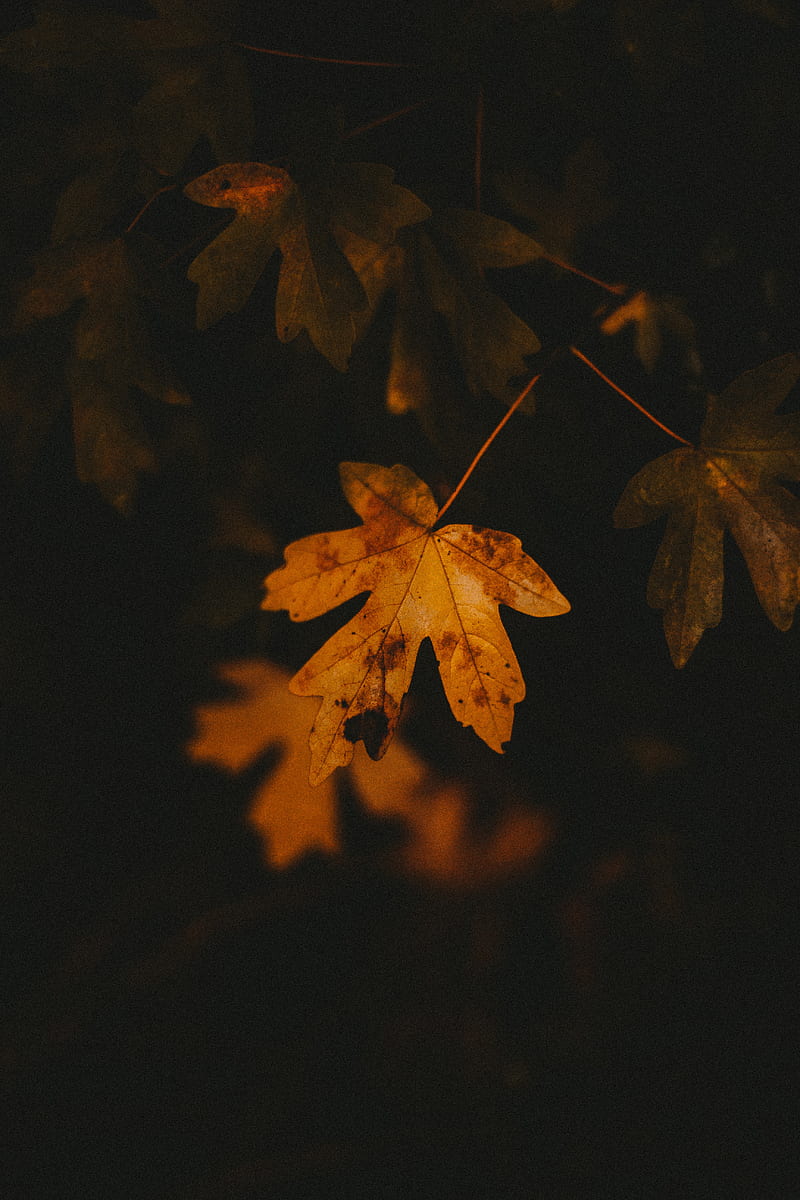 leaf, veins, autumn, macro, HD phone wallpaper