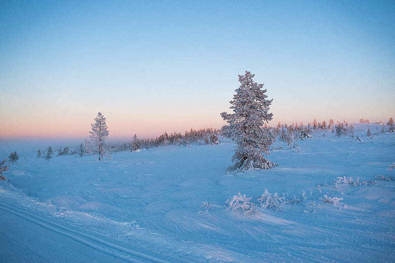 tree, snow, winter, frost, frosty, HD wallpaper