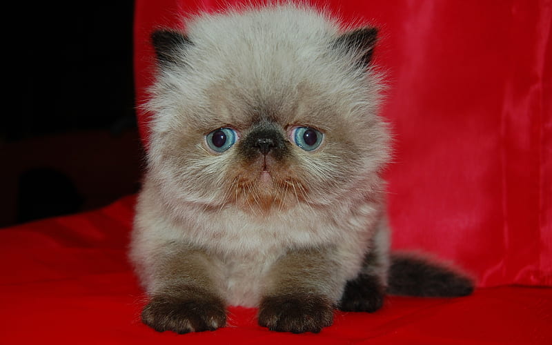 persian kitten, cute cat, persian cat, pets, cute animals, cats, persian cats, HD wallpaper