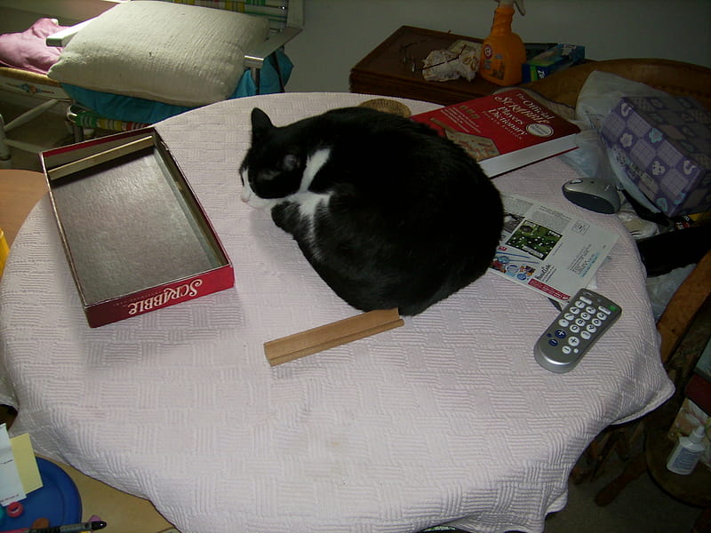 Silky helping with a board game, sleeping cat, table, scrabble, silky, HD wallpaper