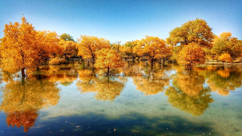 Reflexiones de otoño, agua, otoño, hojas, paisaje, árboles, colores, Fondo de pantalla HD | Peakpx Reflexiones de otoño, agua, otoño, hojas, paisaje, árboles, colores, Fondo de pantalla HD | Peakpx
