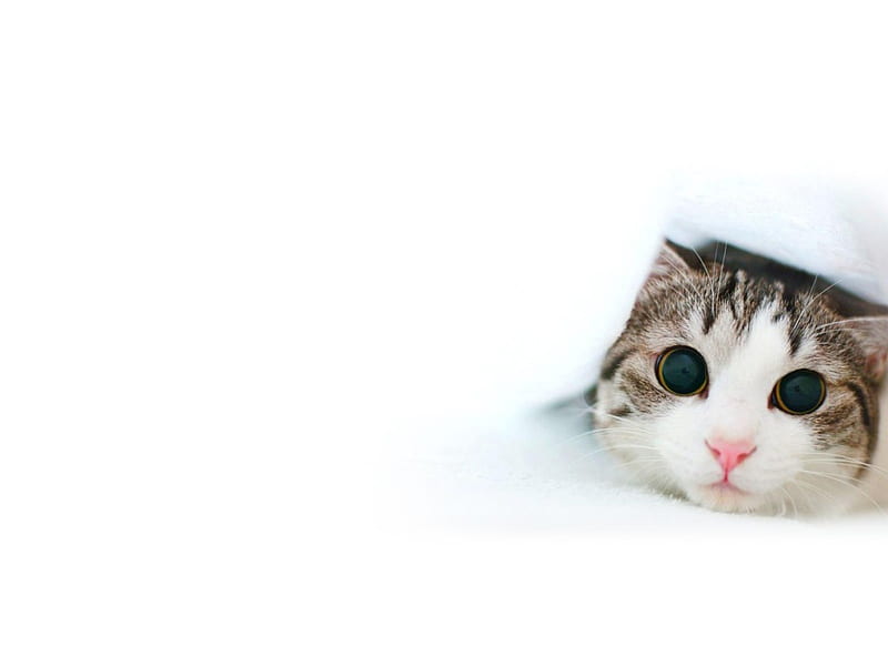 free download | Under blanket, feline, blanket, cat, kitten, animal ...