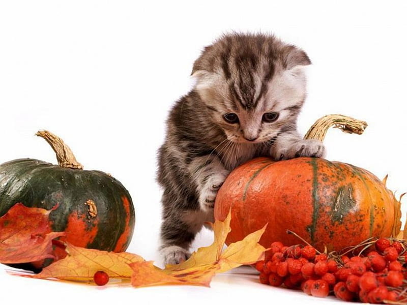 Halloween Kitty, Hallowen, kitten, pumpkin, Cat, HD wallpaper