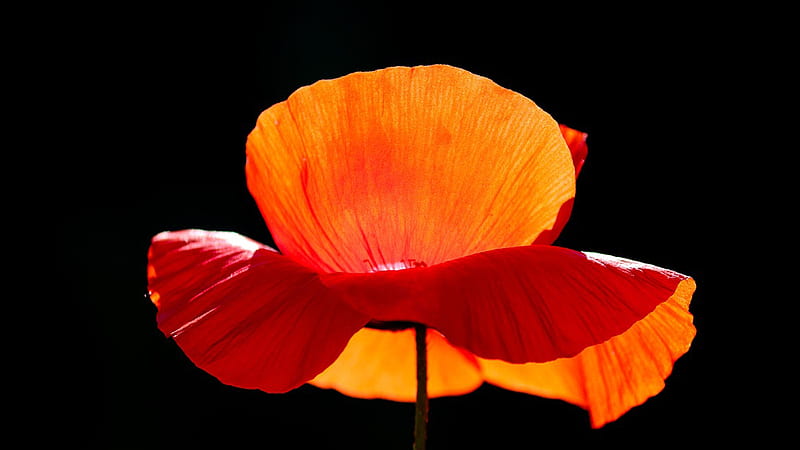 Perfect Poppy, fall, poppy, orange, wild, garden, bright, flower, summer, Firefox theme, HD wallpaper