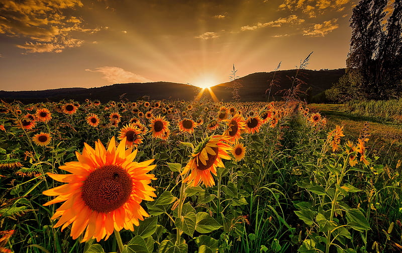 Rising sun and sunflowers, glow, sun, fiery, orange, golden, bonito, sky,  sunflowers, HD wallpaper | Peakpx
