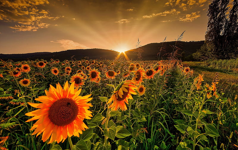 Rising sun and sunflowers, glow, sun, fiery, orange, golden, bonito, sky, sunflowers, rays, summer, morning, sunrise, field, HD wallpaper