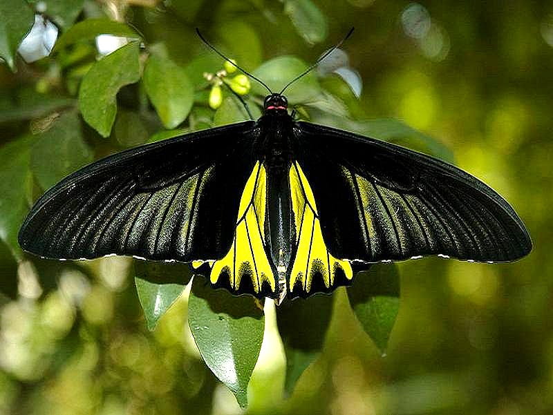 Birdwing butterfly, male, butterfly, spread wings, birdwing, yellow and black, HD wallpaper