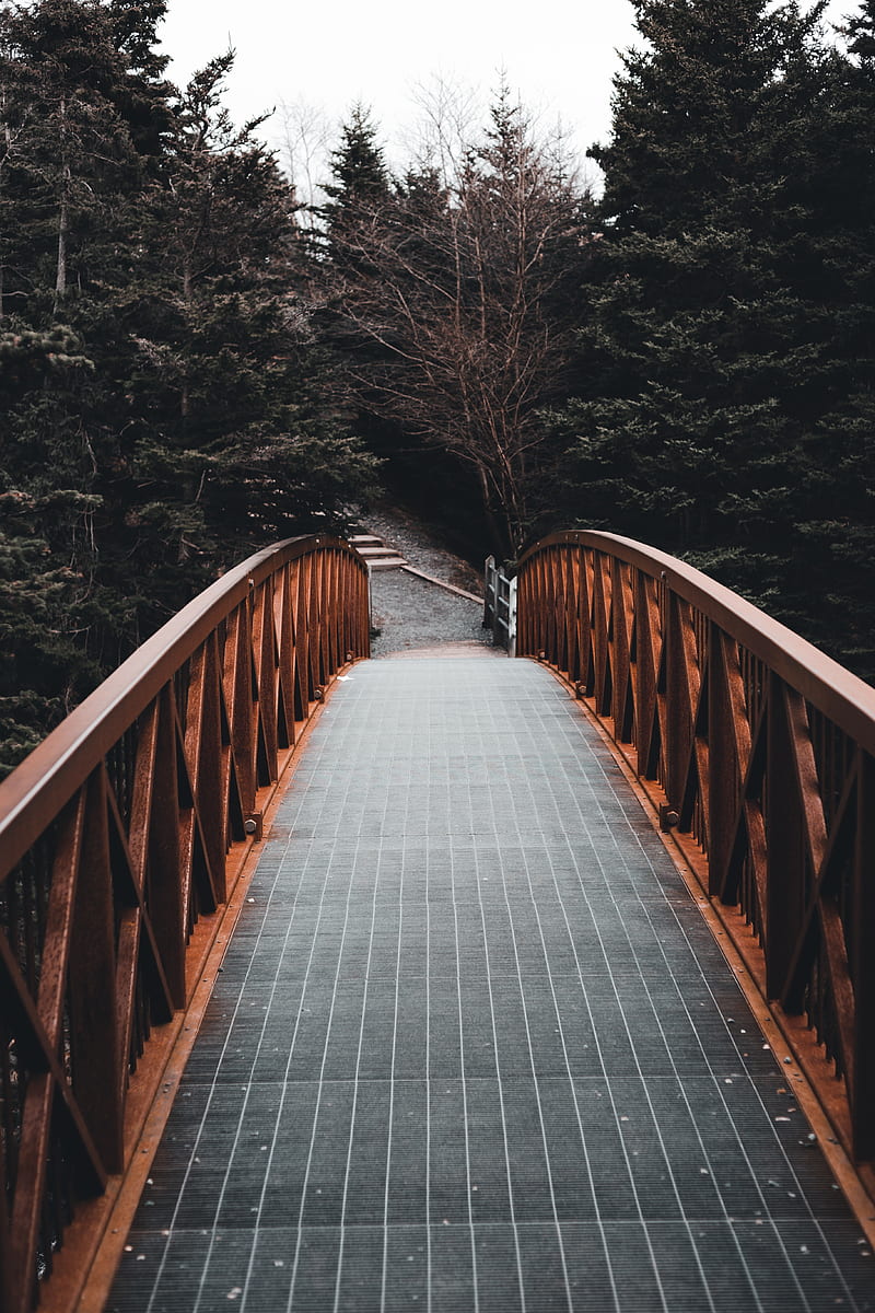 Bridge, forest, trees, landscape, HD phone wallpaper | Peakpx