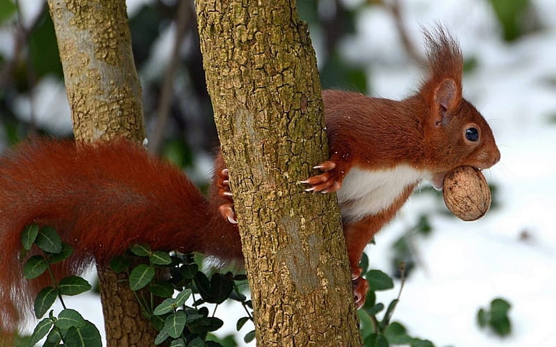 Red Squirrel With Nut In A Tree, Nut, Squirrel, Red, Snow, Tree, HD wallpaper