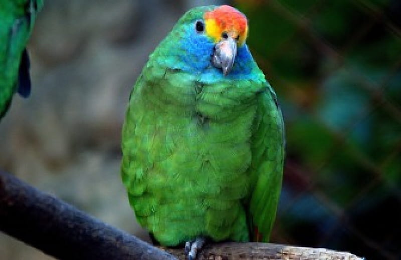 *** Parrot ***, zielona, zwierzeta, papuga, ptaki, HD wallpaper