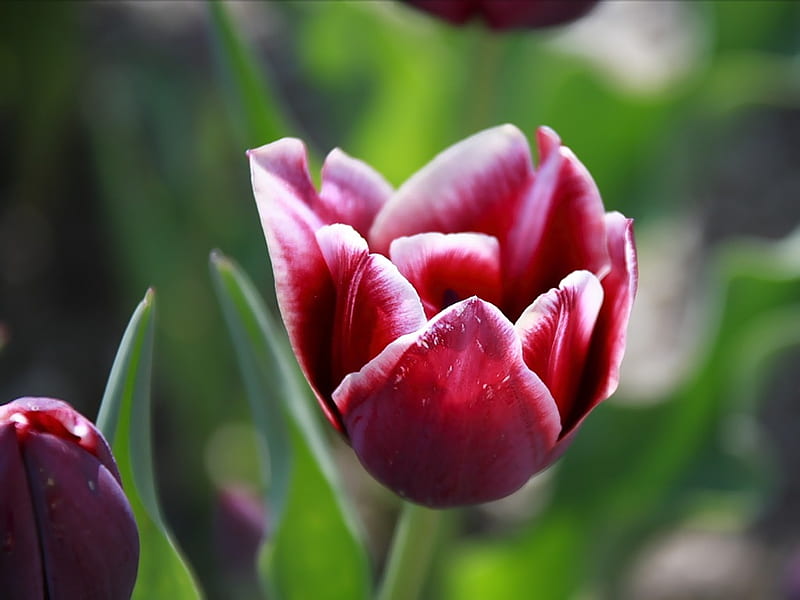 Single Tulip- Red White Tulip, HD wallpaper