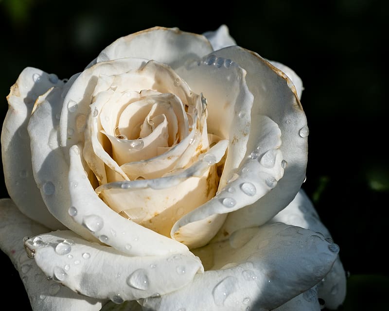 rose, flower, white, drops, macro, shadow, petals, HD wallpaper