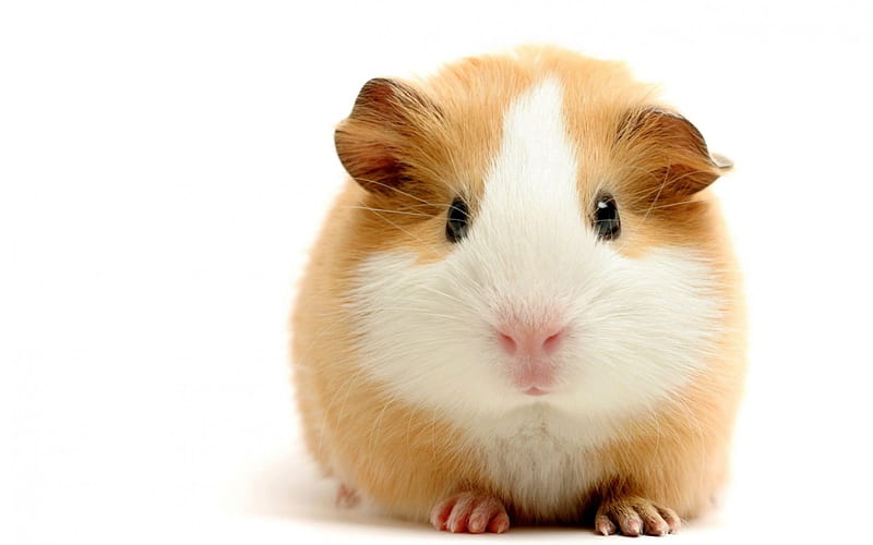 ~Guinea Pig~, guinea pig, cute, animal, amster, HD wallpaper