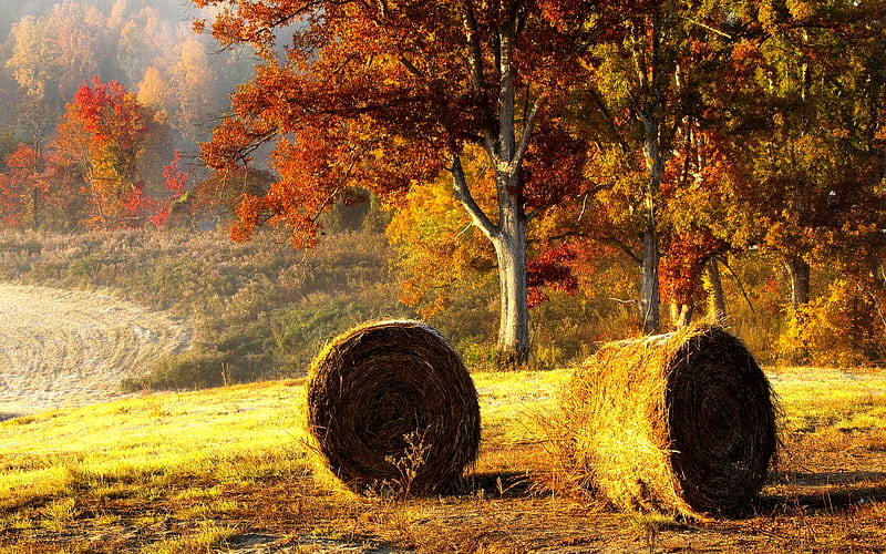 BEAUTIFUL AUTUMN, colors, hay rolls, autumn, trees, HD wallpaper