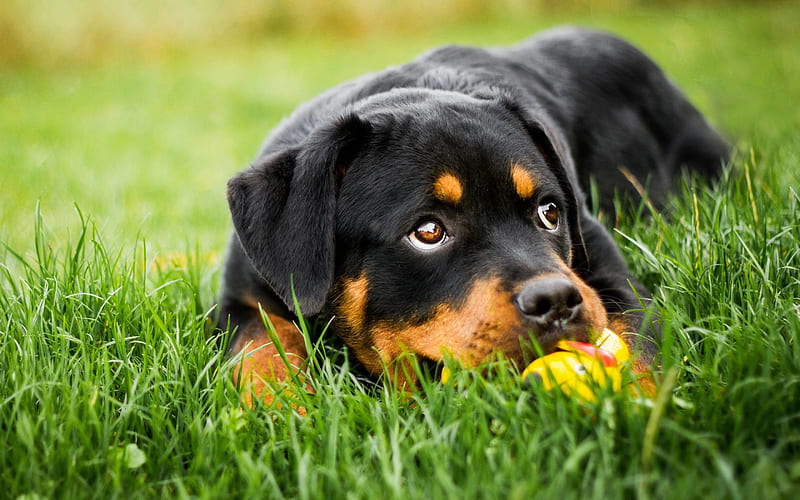 Rottweiler, small black puppy, pets, cute animals, small dog, green grass, HD wallpaper