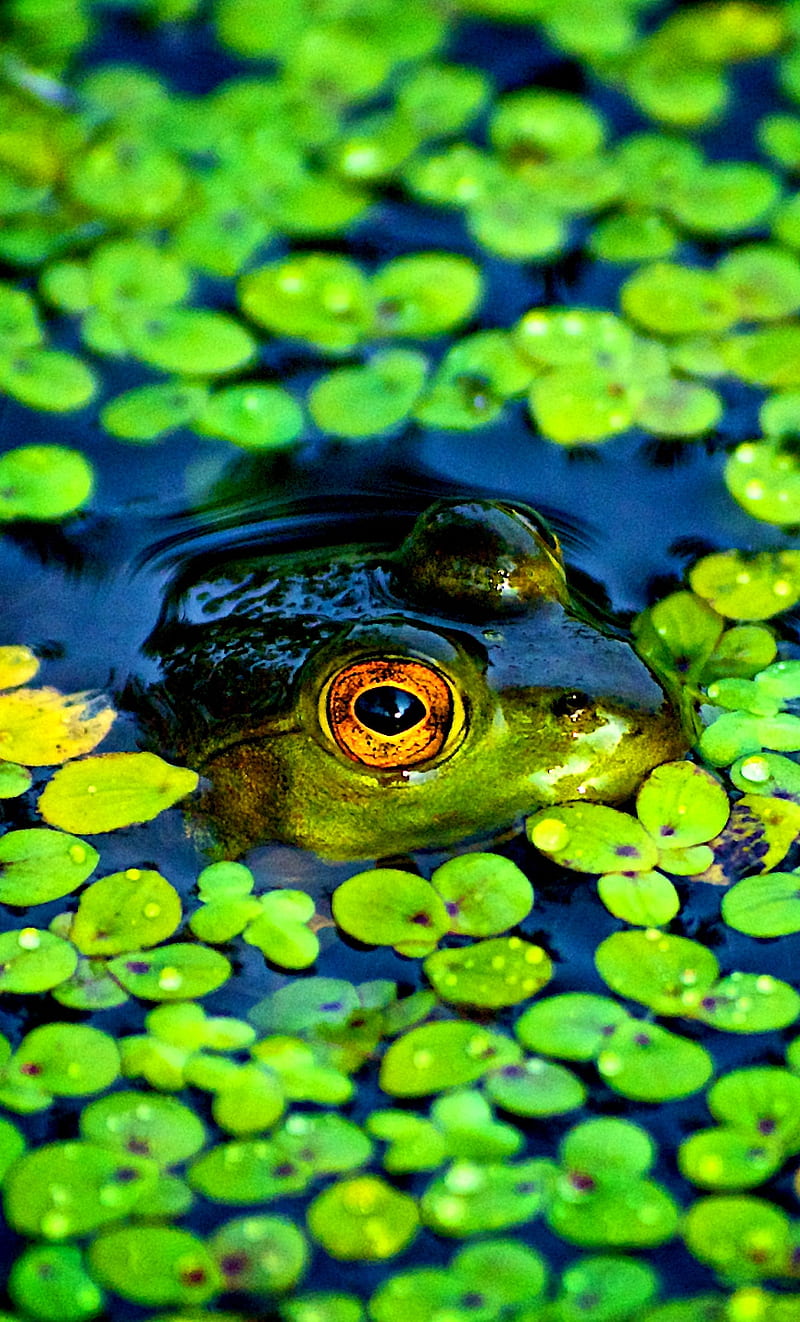 Common Frog, green, water, HD phone wallpaper
