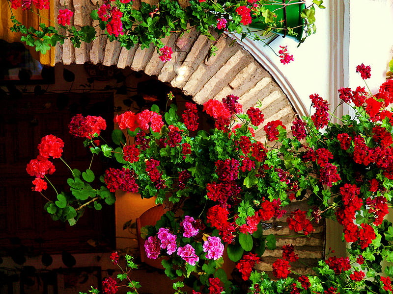 Geraniums And More, geraniums, red, balcony, pink, door, HD wallpaper